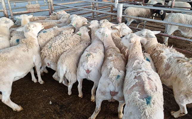 Grave concern about sheep scab outbreak in the Northern Cape