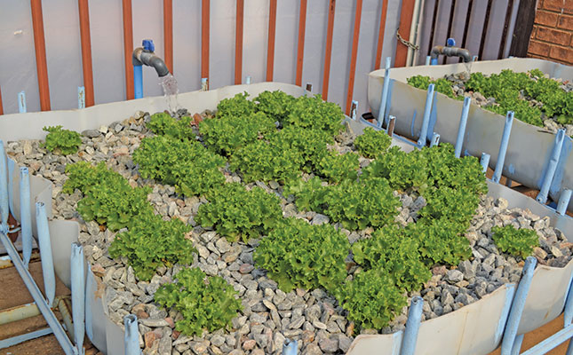 How aquaponics is benefitting children at a Gauteng school