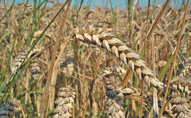 Record wheat harvest expected for Zimbabwe this season