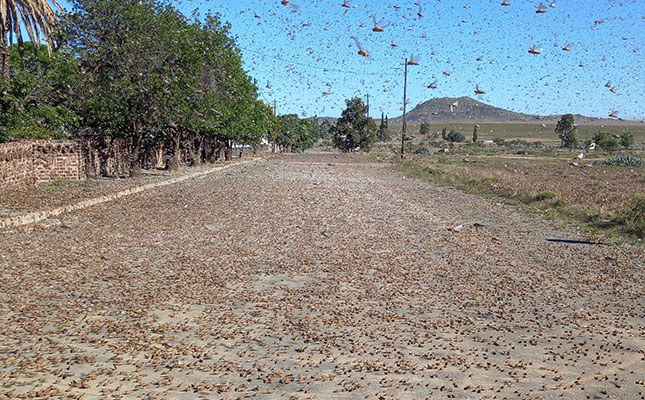 Concern about SA’s locust control preparedness this season