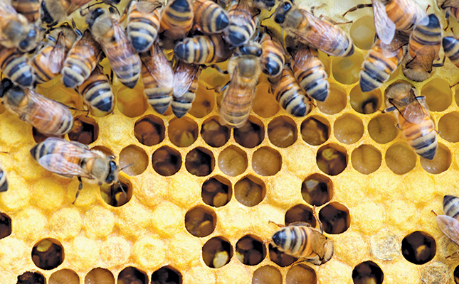The approaching crisis threatening SA’s bees and beekeepers