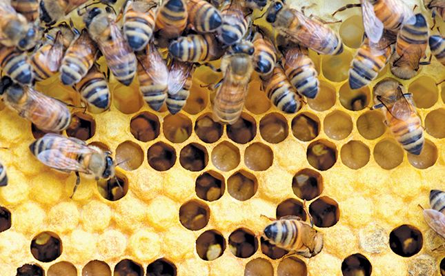 Beekeepers turn to anti-theft technology as hive thefts rise