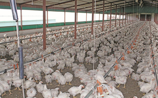 Consumers switch to chicken as lamb and beef prices rise Consumers switch to chicken as lamb and beef prices rise