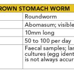 Brown Stomach Worm