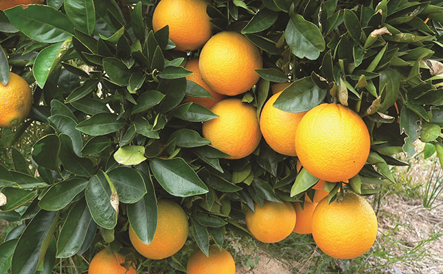 R141 million investment boost for smallholder citrus farmers