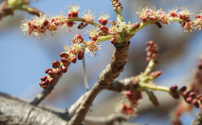 Rediscovering the importance of marula fruit in Namibia