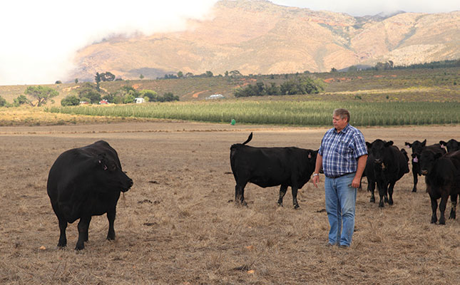 How Angus cattle add value to a fruit farm