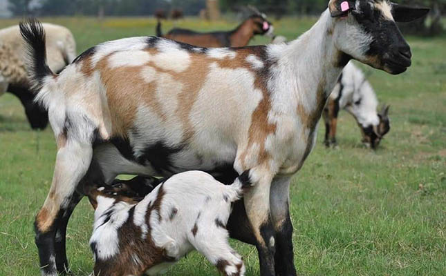 Eastern Cape indigenous veld goat project gets off the ground