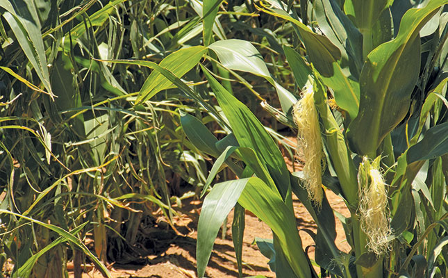 Free State loses millions of rands in grain seed theft