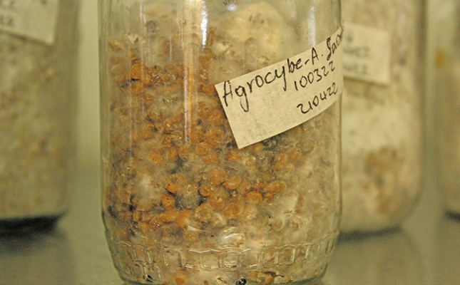 KZN couple cash in on growing demand for mushroom spawn KZN couple cash in on growing demand for mushroom spawn