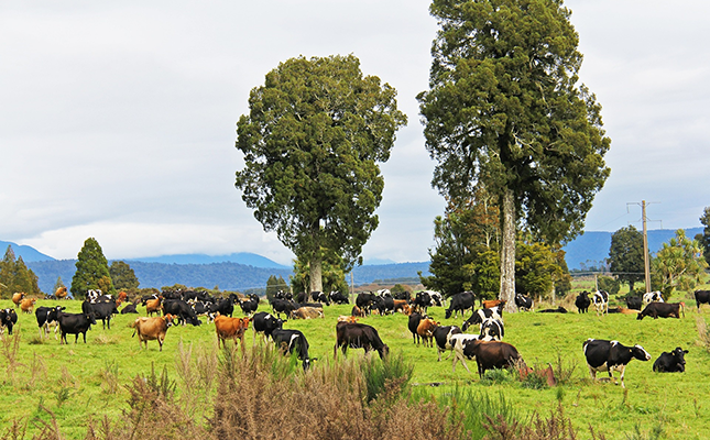 New Zealand’s livestock ‘burp tax’ aims to cut greenhouse gasses