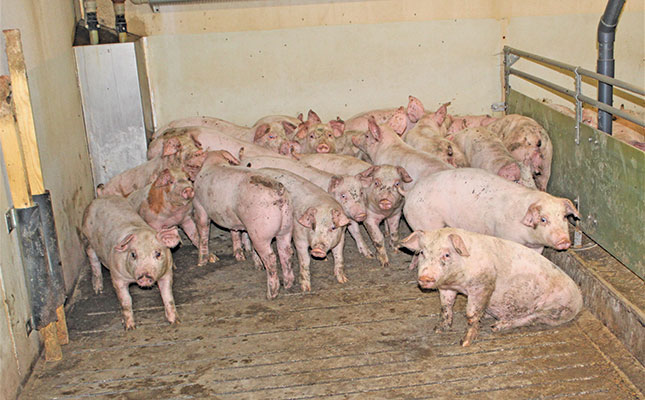 Focus shifts from zinc to gut health for robust pigs