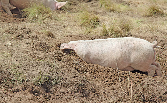 Using livestock for healthier soil