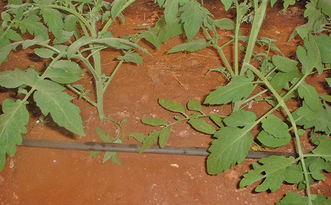Taking care of tomatoes after transplanting