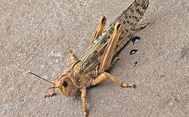 Locust outbreaks expected to increase this season