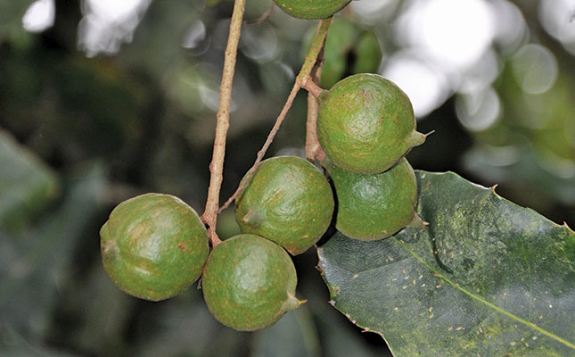 ‘Macadamia industry in stormy waters’