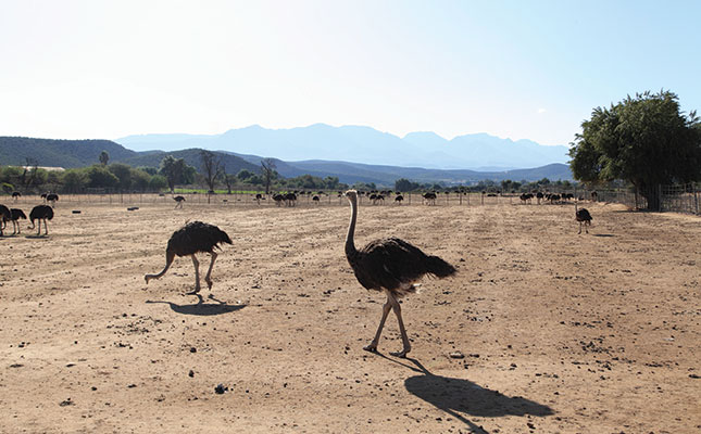 Ostriches prove their worth in harsh drought