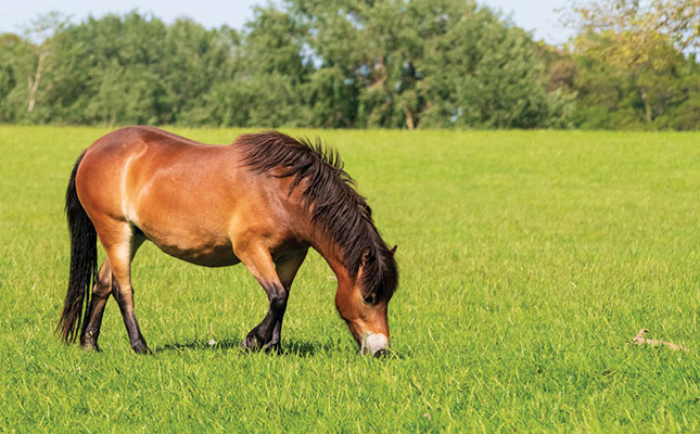 Listening to your horse’s gut