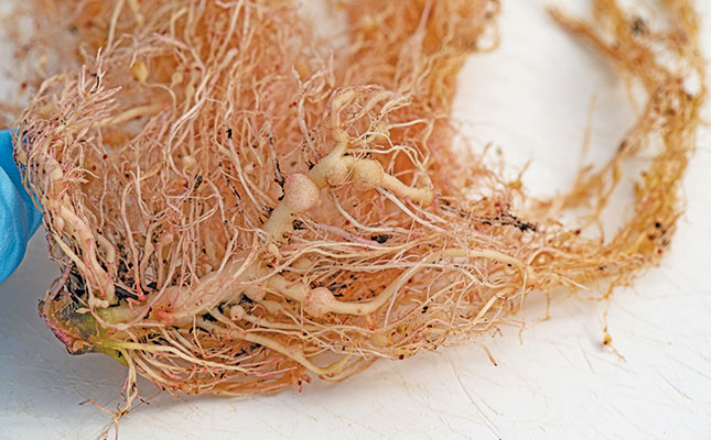 How to identify and control eelworm How to identify and control eelworm