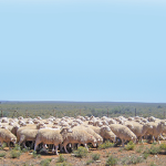 sheepInternal parasites in sheep can have devastating effects on farmers‘ profitability, as they affect meat and wool quality.