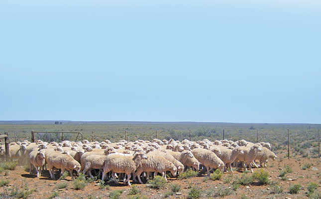 Pozor na týchto päť parazitov u oviec