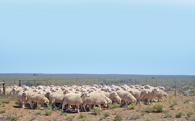 Beware of these five parasites in sheep Beware of these five parasites in sheep