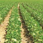 South Africa‘s soya bean crop is doing well, despite its relatively small size.