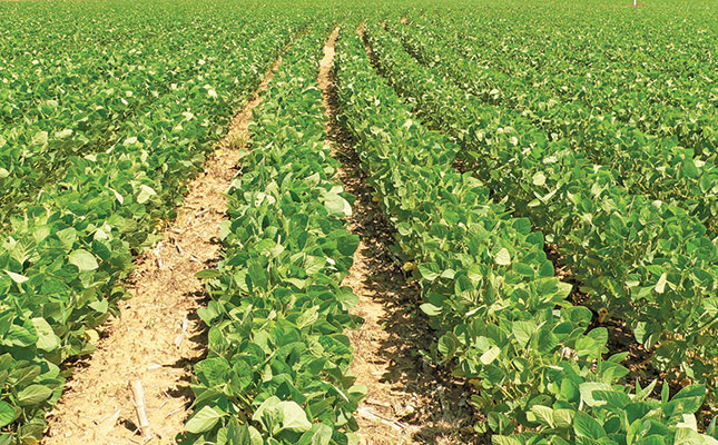 Maximum yield with rainfed soya beans Maximum yield with rainfed soya beans