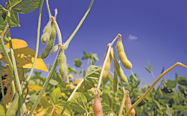 Rise in soya bean production expected to continue Rise in soya bean production expected to continue
