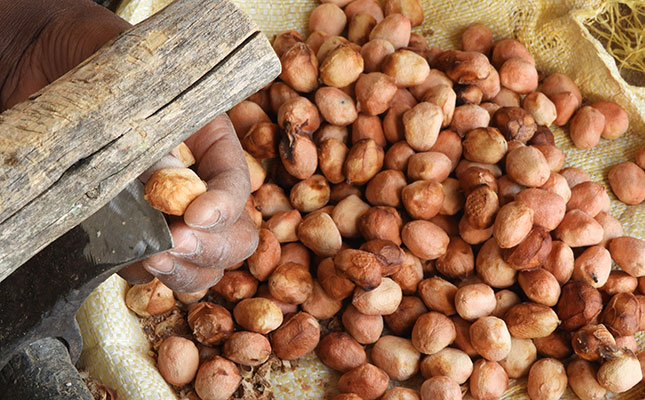 Dried marula nuts