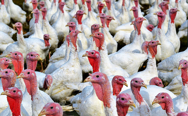 Farmers in the US reeling as poultry deaths from bird flu soar Farmers in the US reeling as poultry deaths from bird flu soar