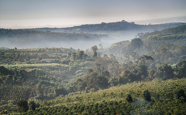 Global coffee prices to benefit from bumper crop in Vietnam Global coffee prices to benefit from bumper crop in Vietnam