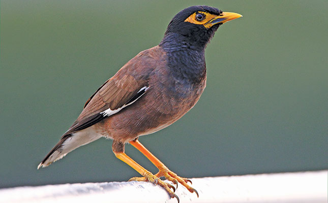Mynah population surges in Kruger National Park Mynah population surges in Kruger National Park
