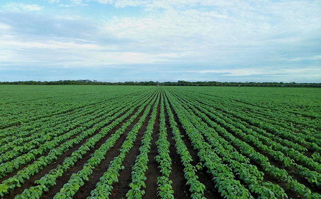 Crop-planting pace in Argentina ‘the worst in decades’ Crop-planting pace in Argentina ‘the worst in decades’