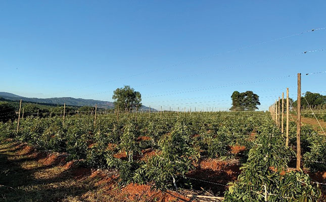 Avocado production: how a trellising system can optimise yield