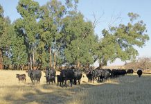 Drakensberger cattle