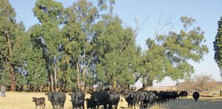 Drakensberger cattle