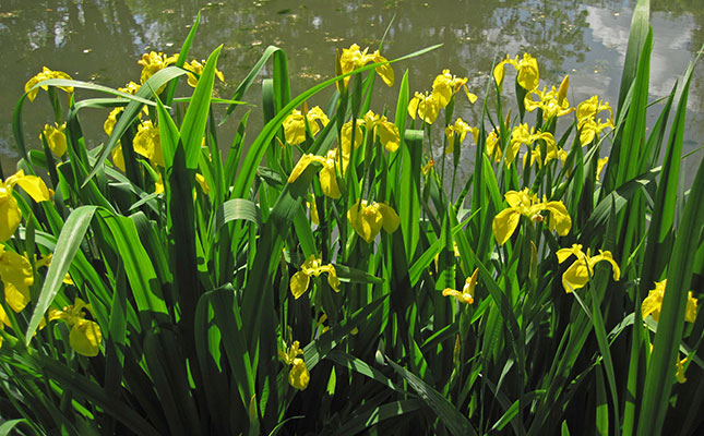 More money needed to curb invasive species in SA More money needed to curb invasive species in SA