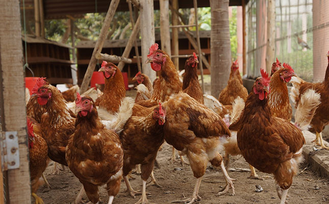 Fears of egg shortage in the UK as farmers’ input costs soar Fears of egg shortage in the UK as farmers’ input costs soar