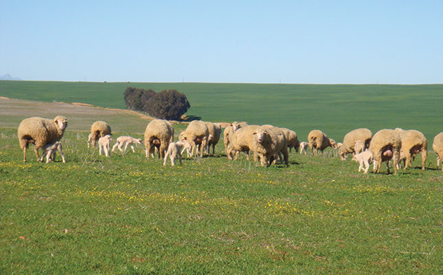Letelle sheep: profitable and resilient