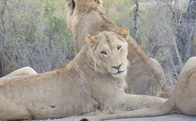 ‘Captive lion industry a conduit for illegal wildlife trade’