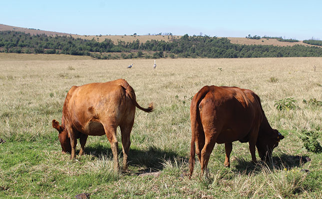 Beef production: achieving a top herd through careful veld management