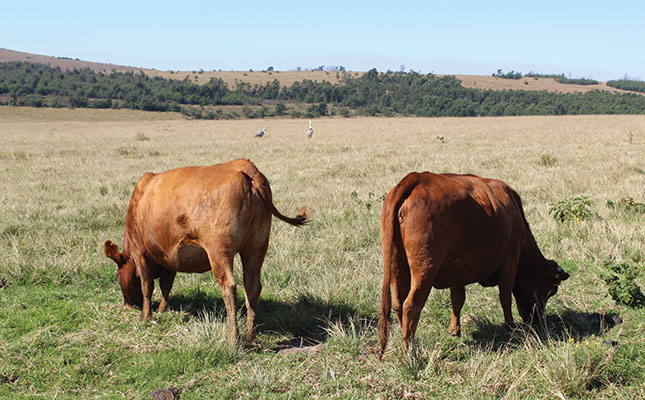 Beef production: achieving a top herd through careful veld management Beef production: achieving a top herd through careful veld management