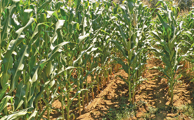 Another bumper grain harvest forecast for 2022/23 Another bumper grain harvest forecast for 2022/23