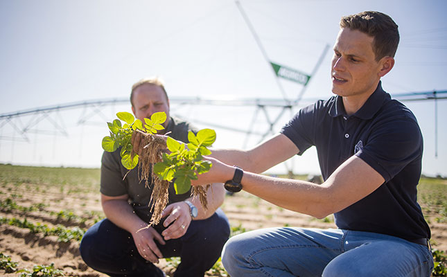 Irrigation unlocks value for Sandveld potatoes Irrigation unlocks value for Sandveld potatoes