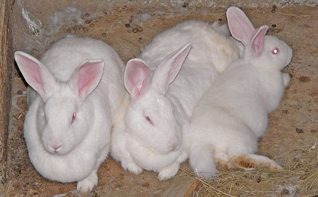 Deadly disease threatens rabbit, hare populations