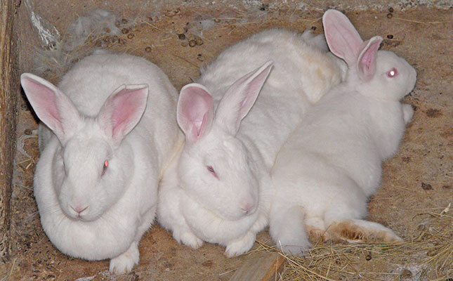 Deadly disease threatens rabbit, hare populations Deadly disease threatens rabbit, hare populations