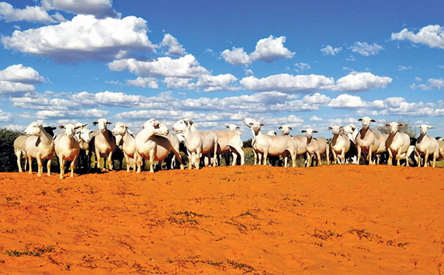 From mining to breeding award-winning White Dorper sheep