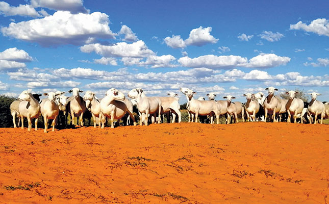 From mining to breeding award-winning White Dorper sheep From mining to breeding award-winning White Dorper sheep