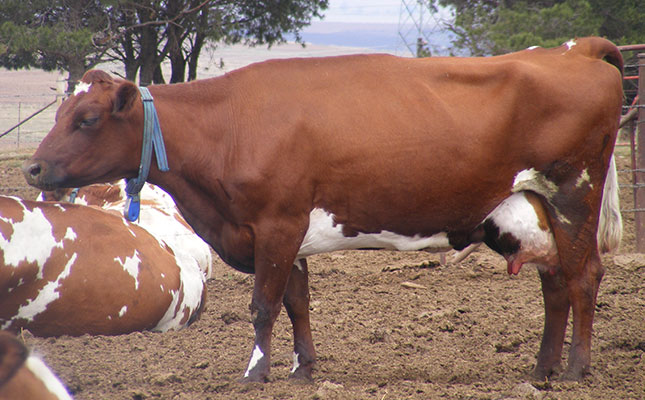 New initiative to increase milk production in Zimbabwe